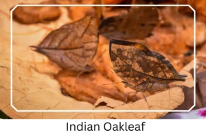 Indian Oakleaf