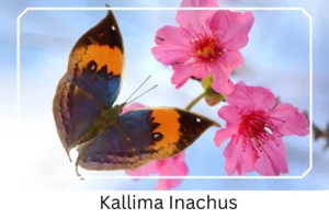 Kallima Inachus