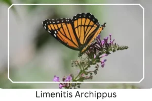 Limenitis Archippus