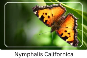 Nymphalis Californica