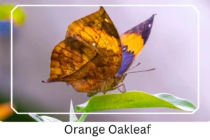 Orange Oakleaf
