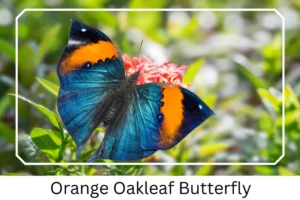 Orange Oakleaf Butterfly
