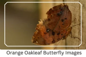 Orange Oakleaf Butterfly Images