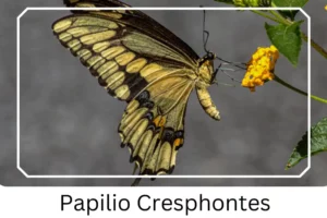 Papilio Cresphontes