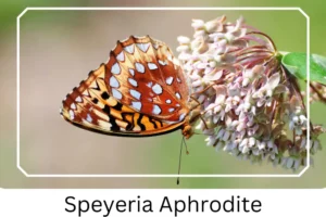 Speyeria Aphrodite