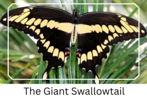 The Giant Swallowtail