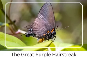 The Great Purple Hairstreak