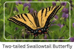 Two-tailed Swallowtail Butterfly