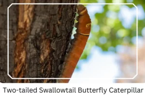 Two-tailed Swallowtail Butterfly Caterpillar