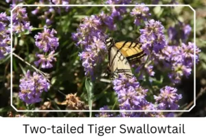 Two-tailed Tiger Swallowtail