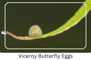 Viceroy Butterfly Eggs
