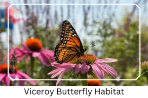 Viceroy Butterfly Habitat