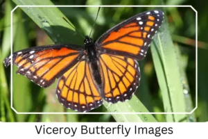 Viceroy Butterfly Images