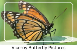 Viceroy Butterfly Pictures