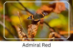 Admiral Red