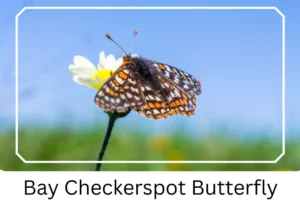 Bay Checkerspot Butterfly