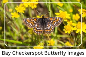 Bay Checkerspot Butterfly Images