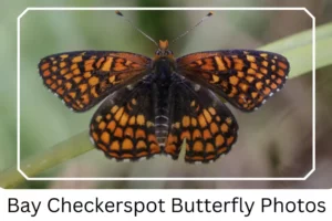 Bay Checkerspot Butterfly Photos