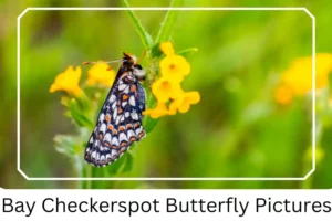 Bay Checkerspot Butterfly Pictures