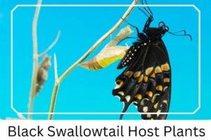 Black Swallowtail Host Plants