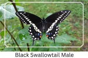 Black Swallowtail Male