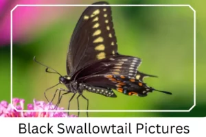 Black Swallowtail Pictures
