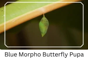 Blue Morpho Butterfly Pupa