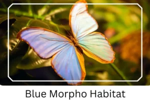 Blue Morpho Habitat