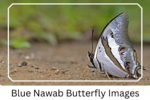 Blue Nawab Butterfly Images