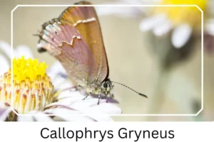 Callophrys Gryneus