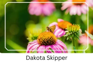 Dakota Skipper