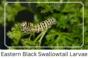 Eastern Black Swallowtail Larvae