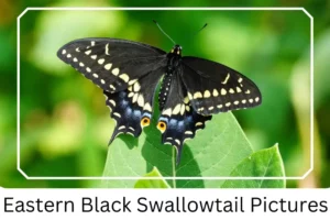 Eastern Black Swallowtail Pictures