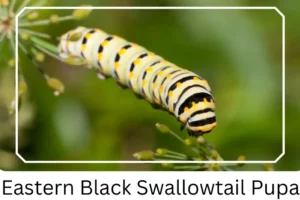 Eastern Black Swallowtail Pupa