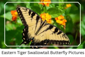 Eastern Tiger Swallowtail Butterfly Pictures