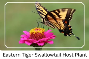 Eastern Tiger Swallowtail Host Plant