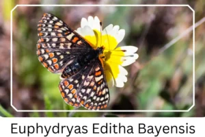 Euphydryas Editha Bayensis