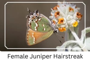 Female Juniper Hairstreak