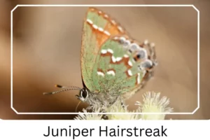 Juniper Hairstreak