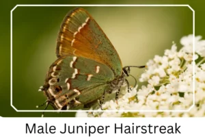 Male Juniper Hairstreak