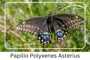 Papilio Polyxenes Asterius