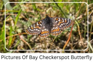 Pictures Of Bay Checkerspot Butterfly
