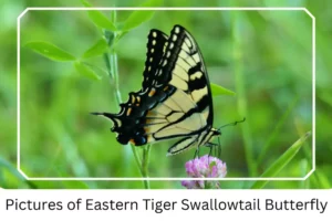 Pictures of Eastern Tiger Swallowtail Butterfly