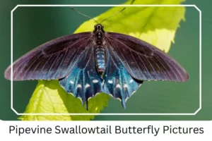 Pipevine Swallowtail Butterfly Pictures