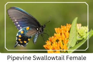 Pipevine Swallowtail Female