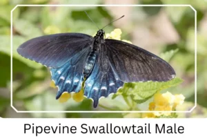 Pipevine Swallowtail Male