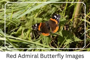 Red Admiral Butterfly Images