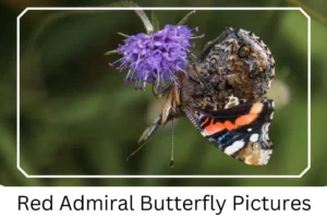 Red Admiral Butterfly Pictures