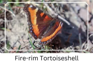 Fire-rim Tortoiseshell