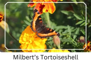 Milbert’s Tortoiseshell